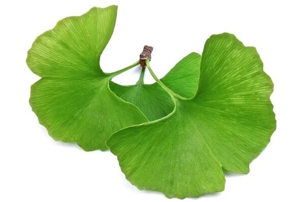 OstyHealthek ginkgo biloba dauka